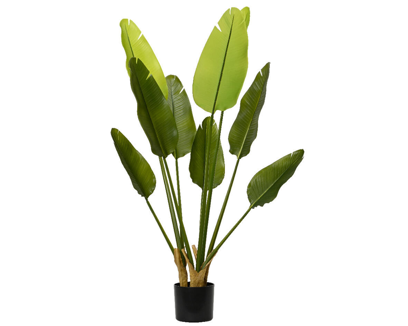 Strelitzia plant in pot, , medium-null