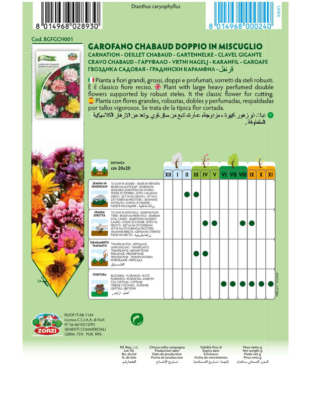 Zorzi bgfgh001 garifallo gigas, , medium-null