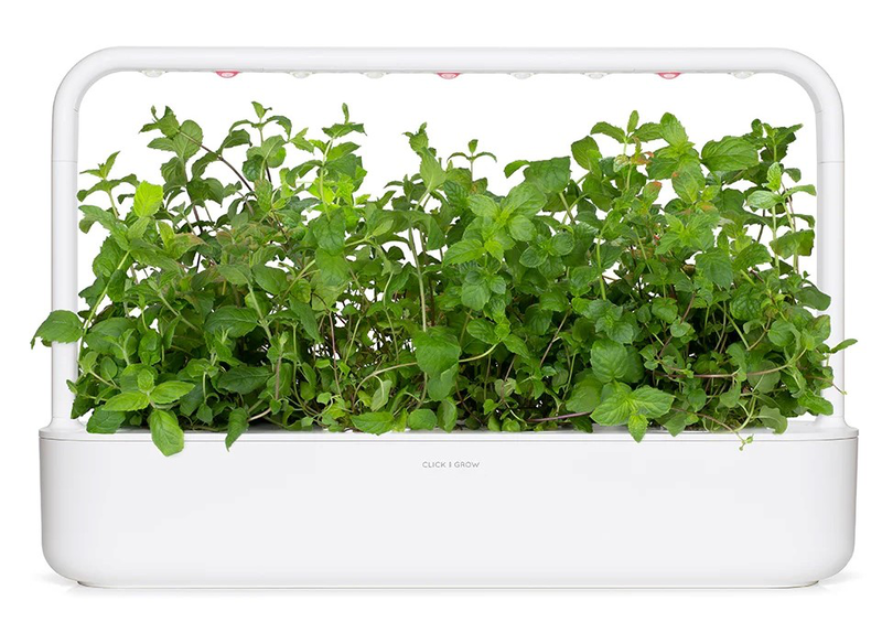 Product image: Click & grow sgr22x3 peppermint plant pods 3pcs, , medium-null