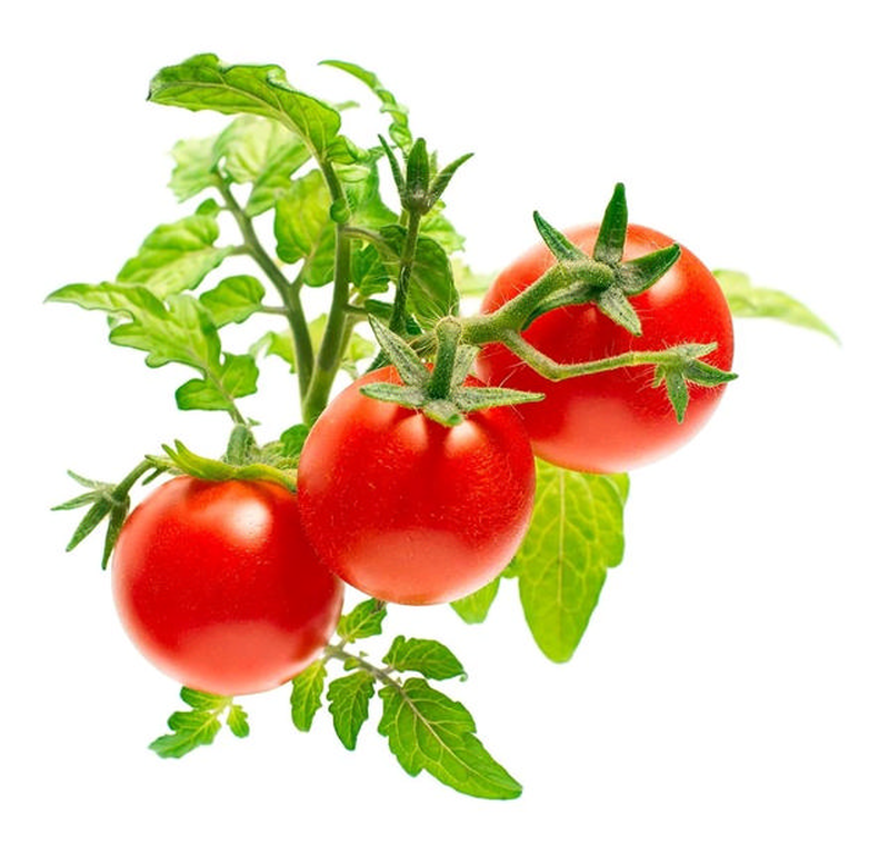 Click & grow sgr5x3 mini tomato plant pods 3pcs, , medium-null