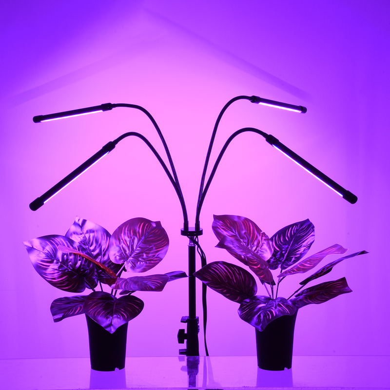 Product image: Globostar® gls-85956, , medium-null