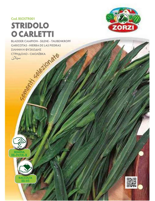 Zorzi bsotr001 stroufouthkia, , medium