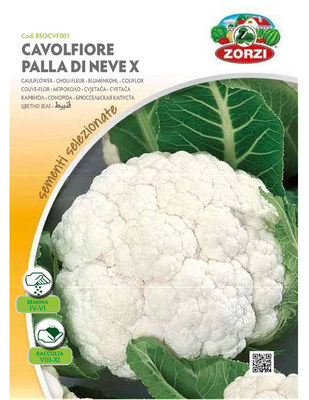 Zorzi bsocvf001 kounoupidi proimo, , medium