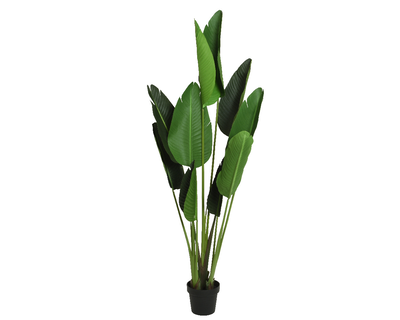 Strelitzia in pot, , medium