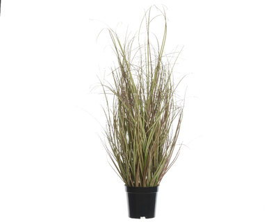 Sea grass, , medium
