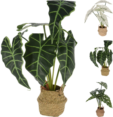 Plant alocasia in basket 51cm 3 &delta;&iota;&alpha;&phi;&omicron;&rho;&epsilon;&tau;&iota;&kappa;&alpha; &sigma;&chi;&epsilon;&delta;&iota;&alpha;, , medium