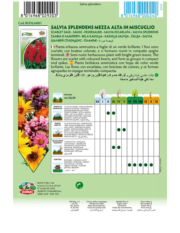 Zorzi bgfslm001 φλογες, , medium-null