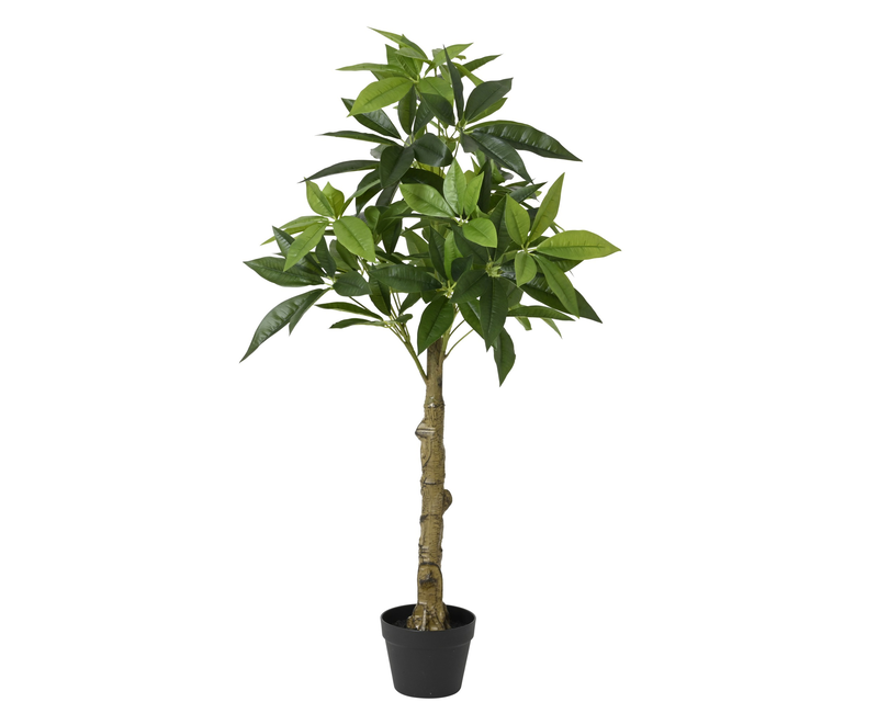 Plant pachira green in pot, , medium-null