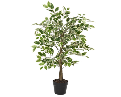 Green plant ficus in pot with stone, , medium