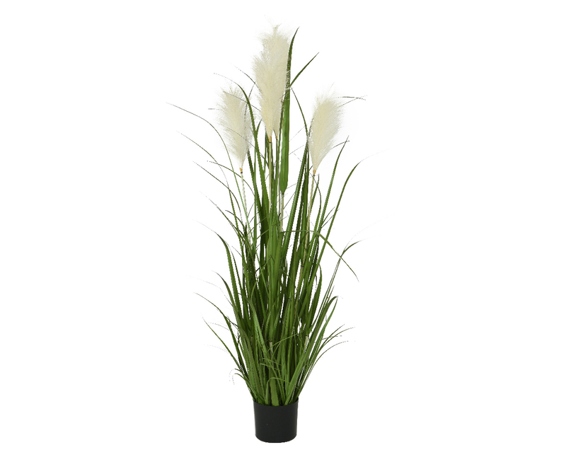 Grass pampas in pot, , medium-null