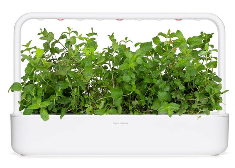 Click & grow sgr22x3 peppermint plant pods 3pcs, , medium-null
