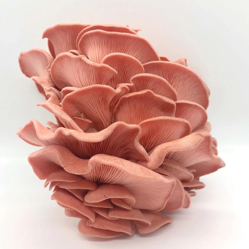 Product image: Pink pleurotus diamor καλλιεργεια μανιταριων στο σπιτι 3kg, , medium-null
