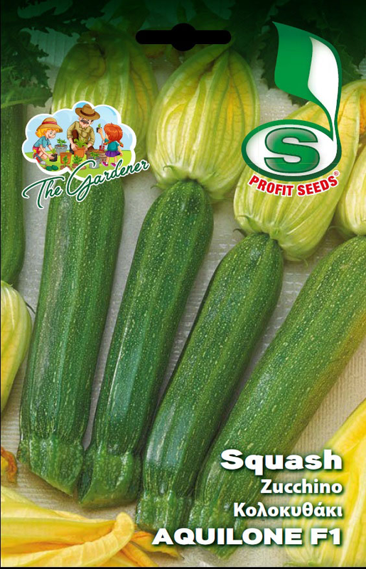 Tg pumpkin green aquilone f1, , medium-null