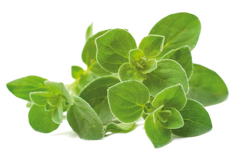 Click & grow sgr31x3 oregano plant pods 3pcs, , medium image number null