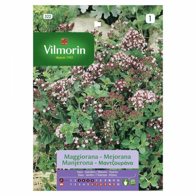 Vilmorin μαντζουρανα, , medium