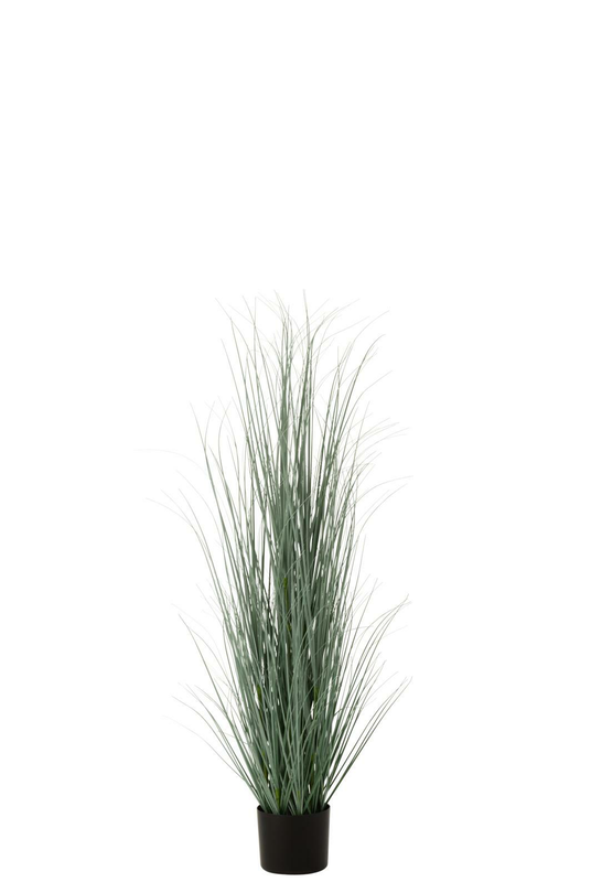Grasses blue/green in pot, , medium-null