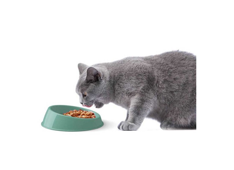 Whisker-friendly bowl for cat-null
