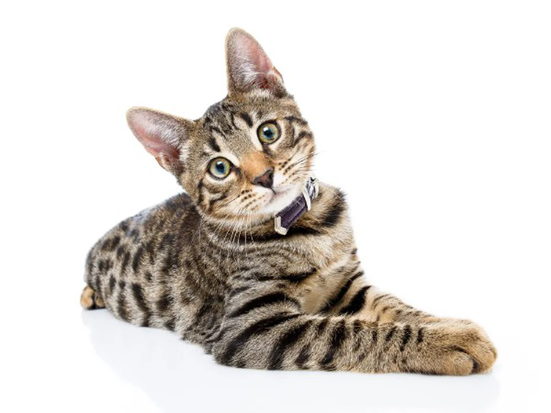 Ref furry friends natural pet shampoo 500ml, , medium-null