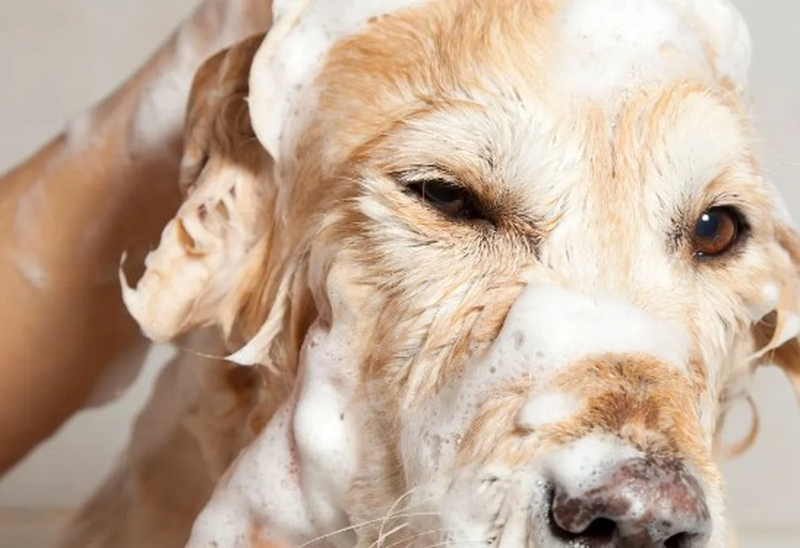 Ref furry friends natural pet shampoo 500ml, , medium-null