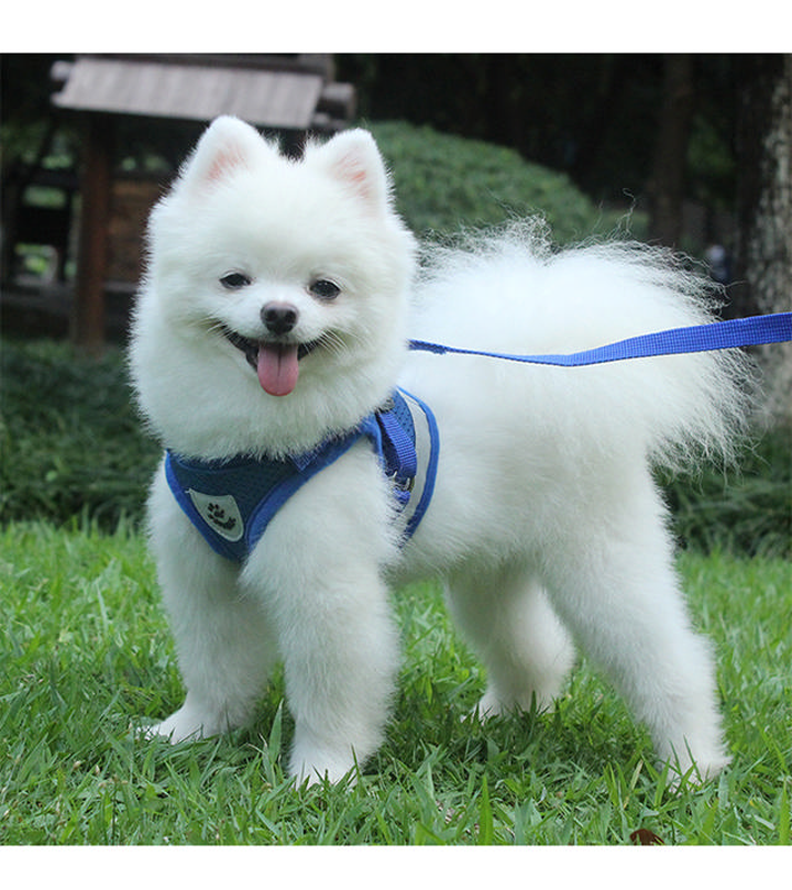 Ps reflect harness w&iota;&tau;&eta; leash 120cm-null