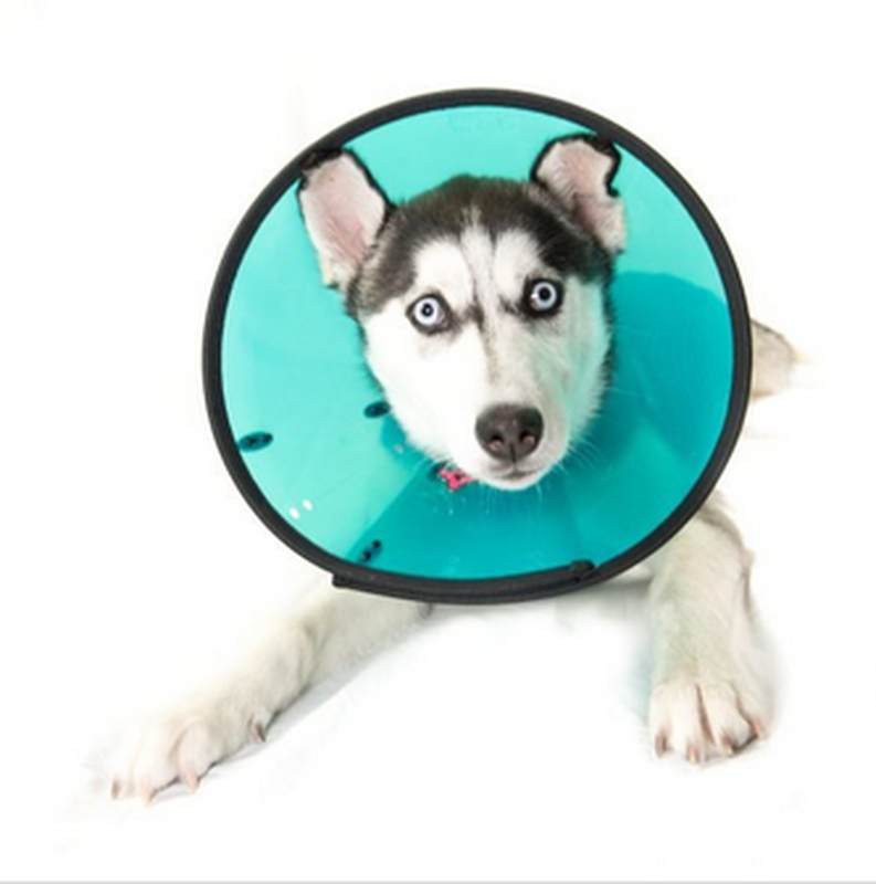 Product image: Smart collar aids recovery protects-null