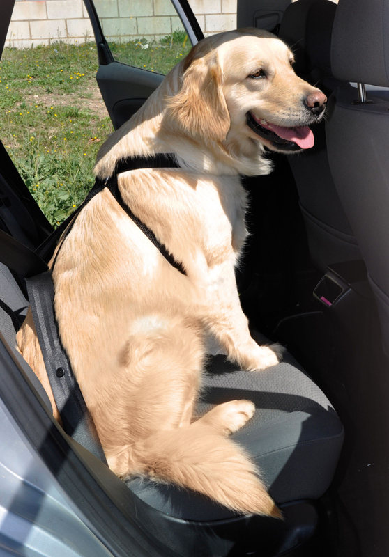 Globus car harness large black, , medium-null