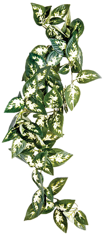 Hanging plant borneo vine 40cm, , medium-null