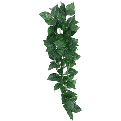 Kom hanging plant sumatra vine 23cm, , medium