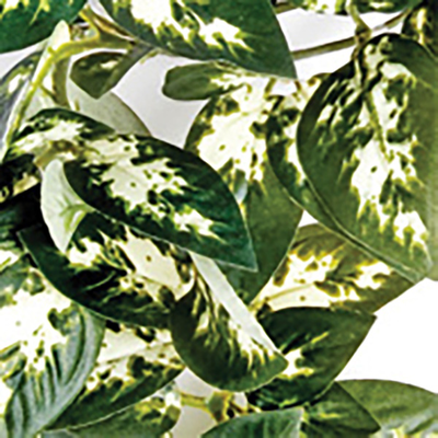 Hanging plant borneo vine 40cm, , medium