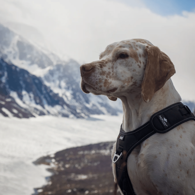I-dog x raidlight - dog harness-null
