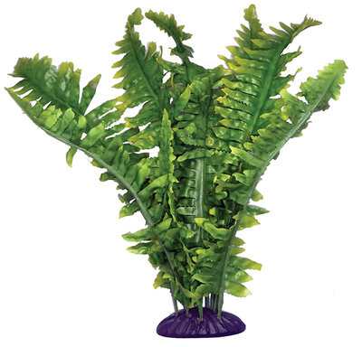 Standing plant boston fern 36cm, , medium