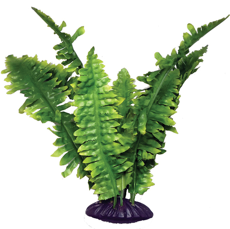 Standing plant boston fern 25cm, , medium-null