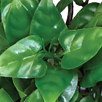 Hanging plant philodendron 40cm, , medium