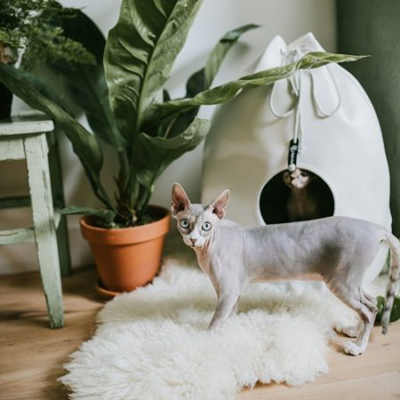 District 70 casa merengue, , medium-null