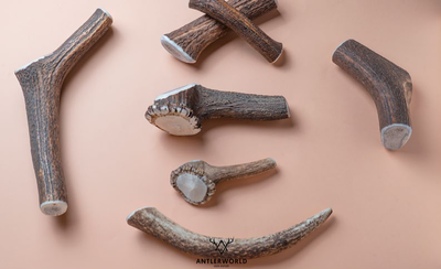 Antlerworld deer whole antler dog chew, , medium