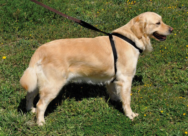 Globus car harness large black, , medium-null