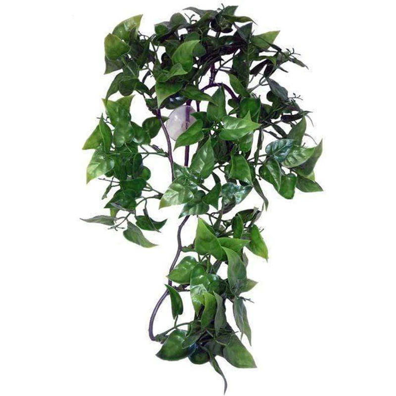 Hanging plant philodendron 30cm, , medium-null