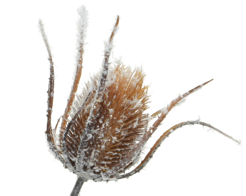 Flower white, , medium-null