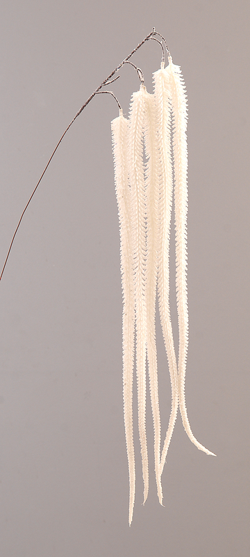 Branch with white acrylic hanging, , medium-null