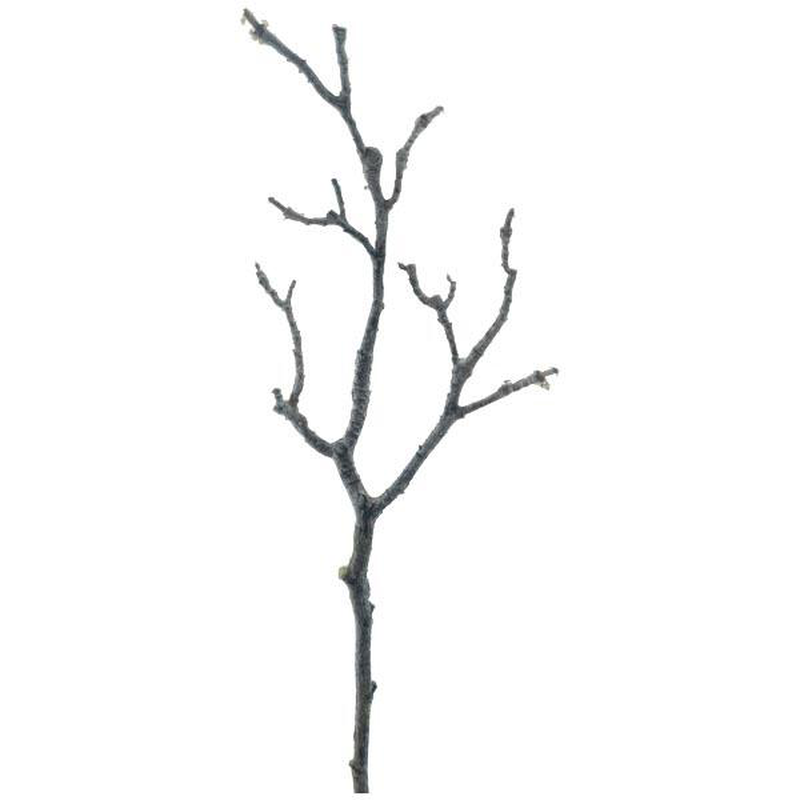 Magnolia branch brown, , medium-null