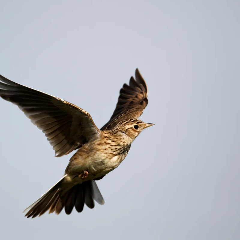 Sport plast flying sky lark bird-null