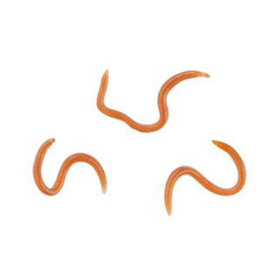 Balzer fishing soft bait-flavoured ragworms - 1, , medium