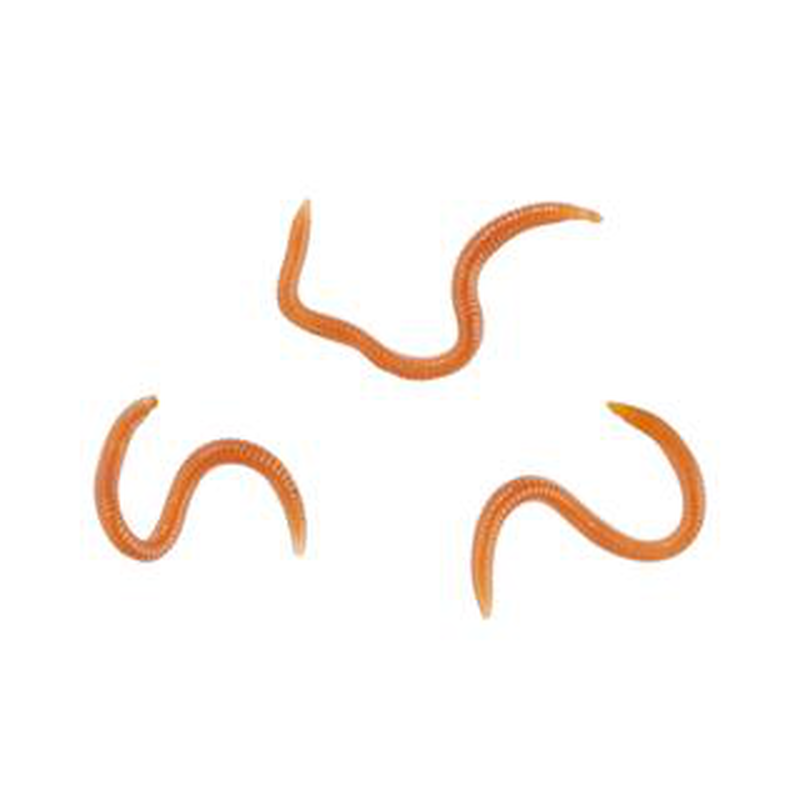 Balzer fishing soft bait-flavoured ragworms - 2-null