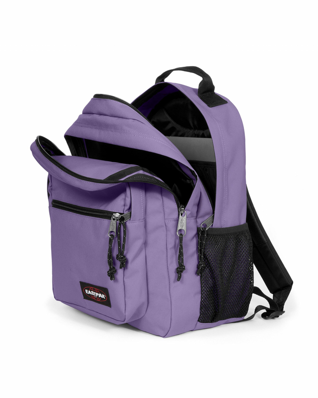 Morius dahlia purple-null
