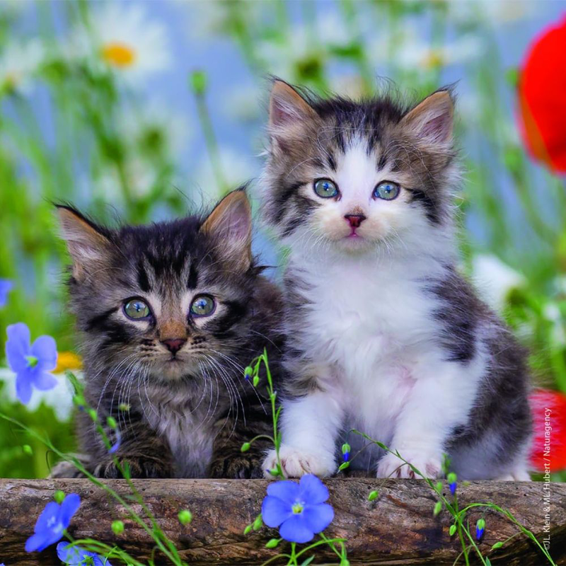 Product image: Ravensburger παζλ cuddly kittens 3 σε 1, τρυφερές γατούλες για ατελείωτη παιχνιδιάρικη μάθηση!, , medium-null