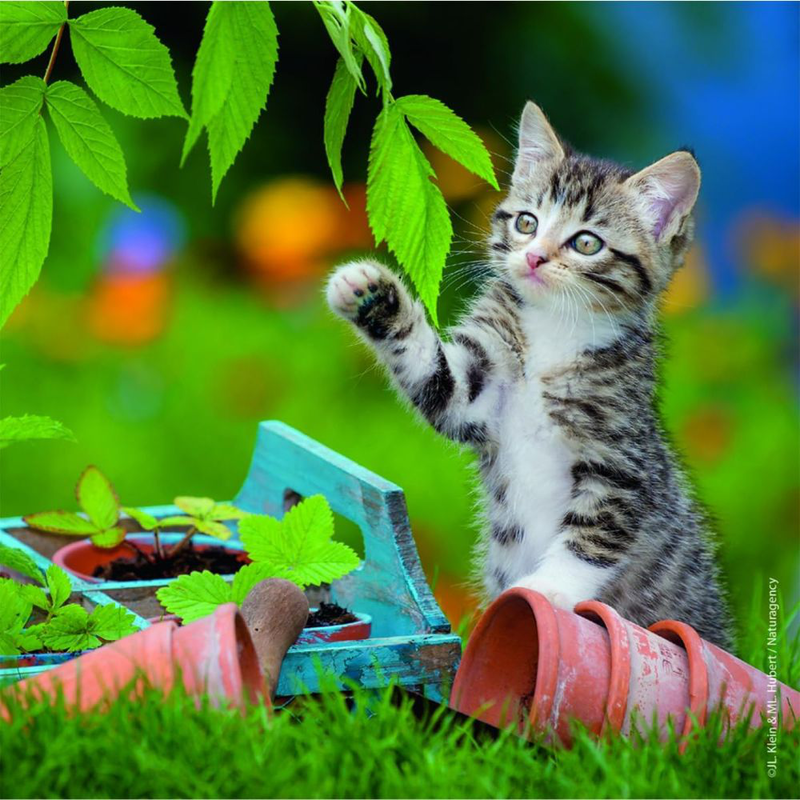 Ravensburger παζλ cuddly kittens 3 σε 1, τρυφερές γατούλες για ατελείωτη παιχνιδιάρικη μάθηση!, , medium-null