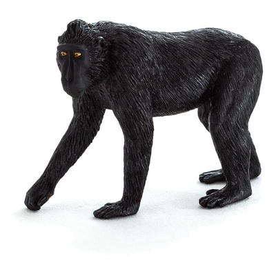 Black crested macaque, , medium