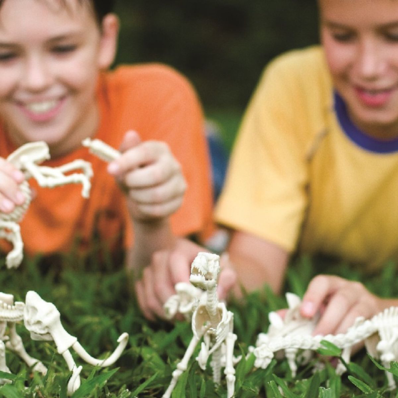 &Epsilon;&kappa;&pi;&alpha;&iota;&delta;&epsilon;&upsilon;&tau;&iota;&kappa;ό &sigma;&epsilon;&tau; &pi;&alpha;&lambda;&alpha;&iota;&omicron;&nu;&tau;&omicron;&lambda;&omicron;&gamma;ί&alpha;&sigmaf; &alpha;&nu;&alpha;&sigma;&kappa;&alpha;&phi;ή &sigma;&kappa;&epsilon;&lambda;&epsilon;&tau;&omicron;ύ &delta;&epsilon;&iota;&nu;&omicron;&sigma;&alpha;ύ&rho;&omicron;&upsilon; &beta;&epsilon;&lambda;&omicron;&sigma;&iota;&rho;ά&pi;&tau;&omicron;&rho;&alpha;&sigmaf; 8+ &epsilon;&tau;ώ&nu;, , medium-null
