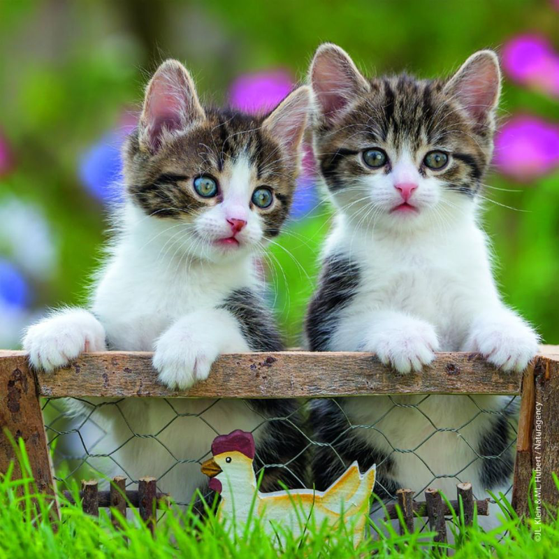 Product image: Ravensburger παζλ cuddly kittens 3 σε 1, τρυφερές γατούλες για ατελείωτη παιχνιδιάρικη μάθηση!, , medium-null