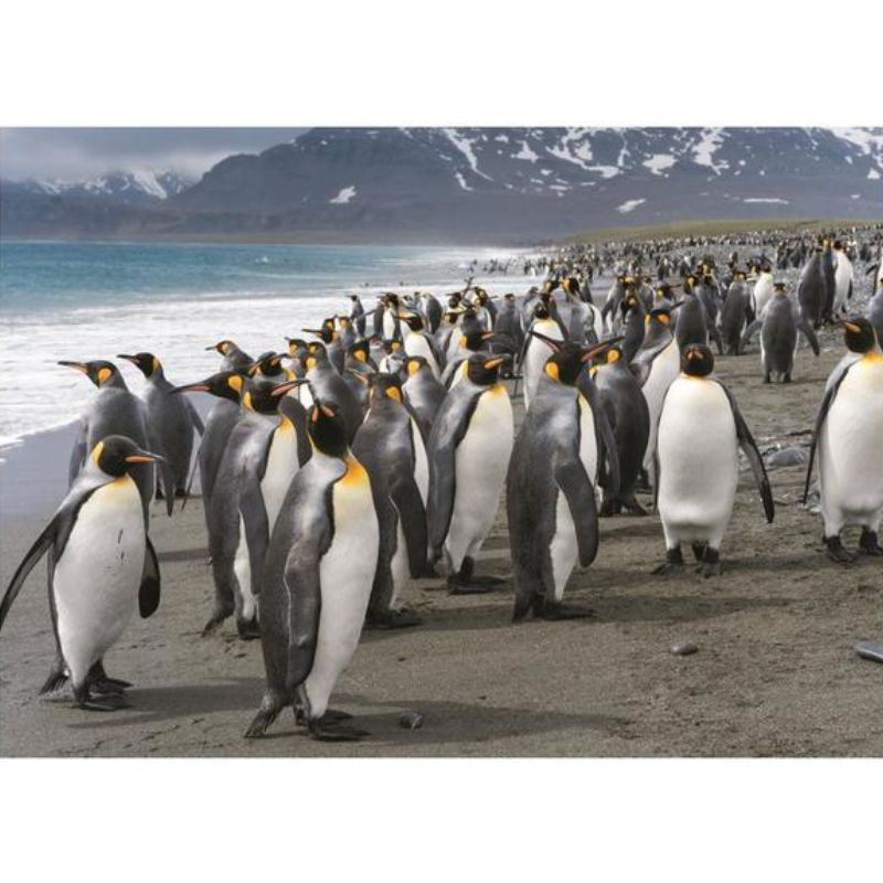 Product image: Dino puzzle penguins 1000pcs 53283, , medium-null